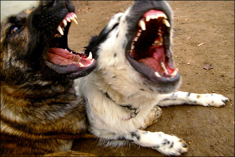 https://morrigami.ru/pictures/Screaming-Dogs.jpg